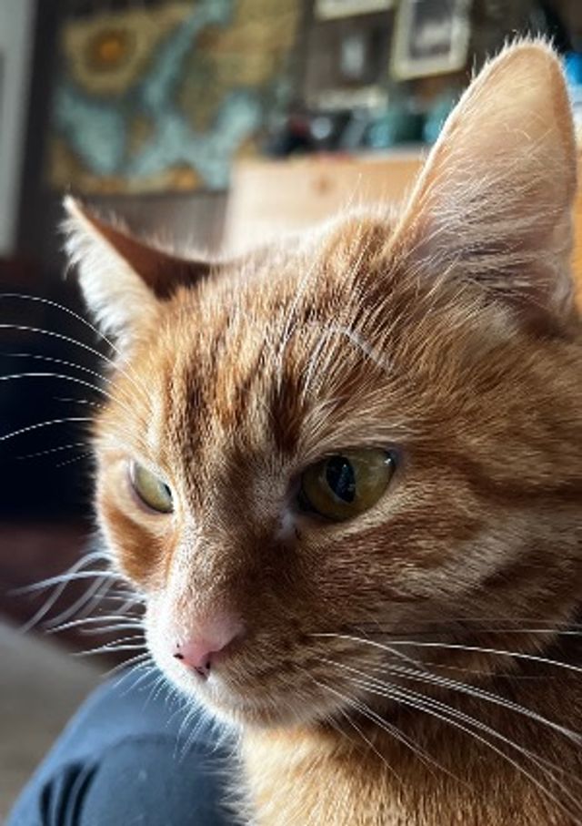 Orange cat on a lap