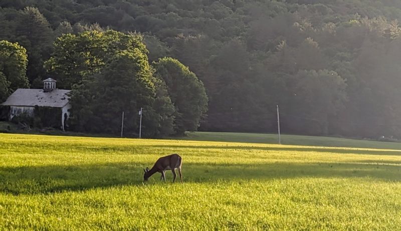 Deer Grazing in Green Field