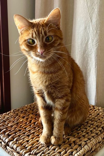 Orange tabby cat with long whiskers and crossed eyes
