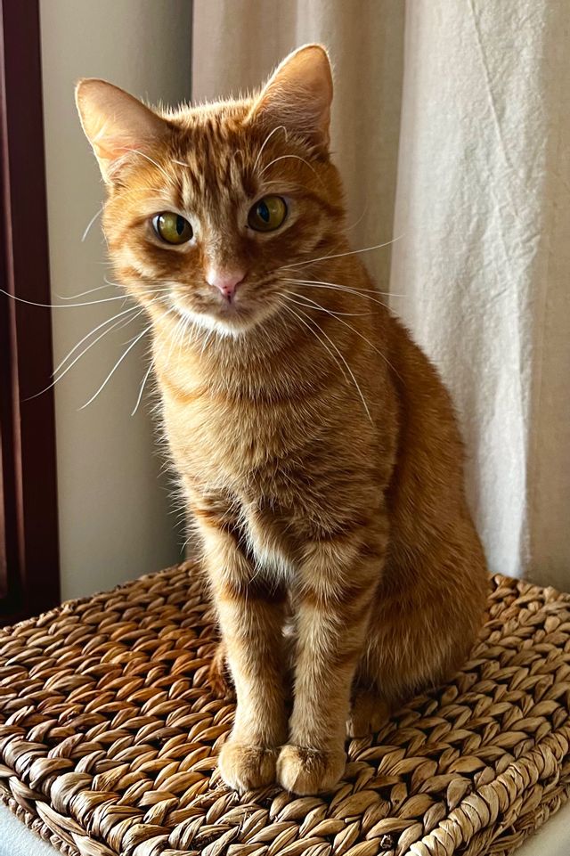 Orange tabby cat with long whiskers and crossed eyes