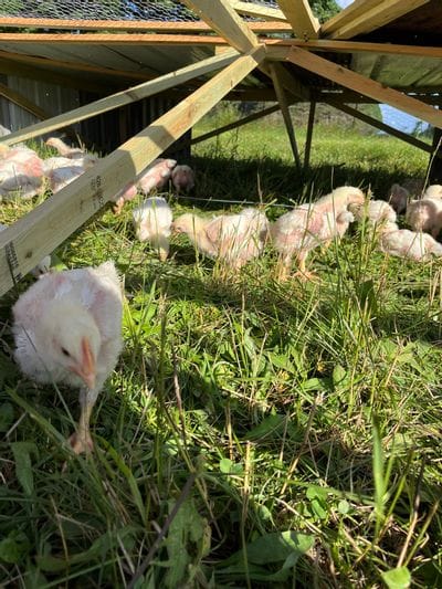 Driftwood Pastures Co. is a regenerative farm producing pasture-raised chicken