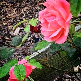 Wilbourne Antique Rose Trail
