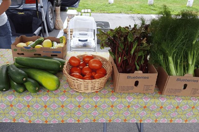 Fresh vegetables and herbs displayed at a Lanesboro farmers market stand, including zucchini, tomatoes, beets, and fennel arranged on a patterned tablecloth.