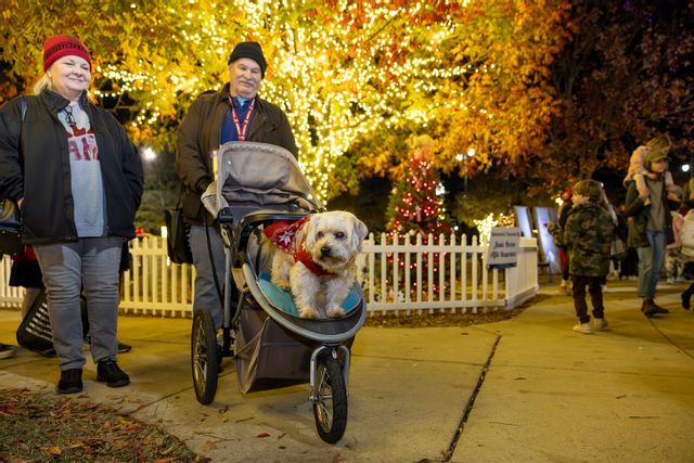Dog in doggie stroller enjoying the Christmas lights at the Tuscaloosa Tinsel Trail