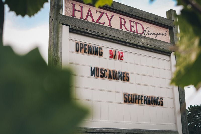 Hazy Red Vineyard