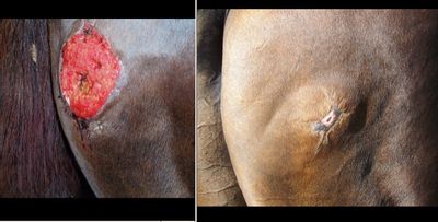  Horse before and after