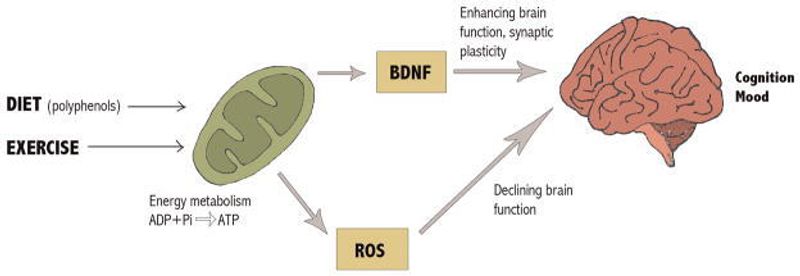 BDNF: The Brain’s Personal Trainer – How Brain-Derived Neurotrophic ...