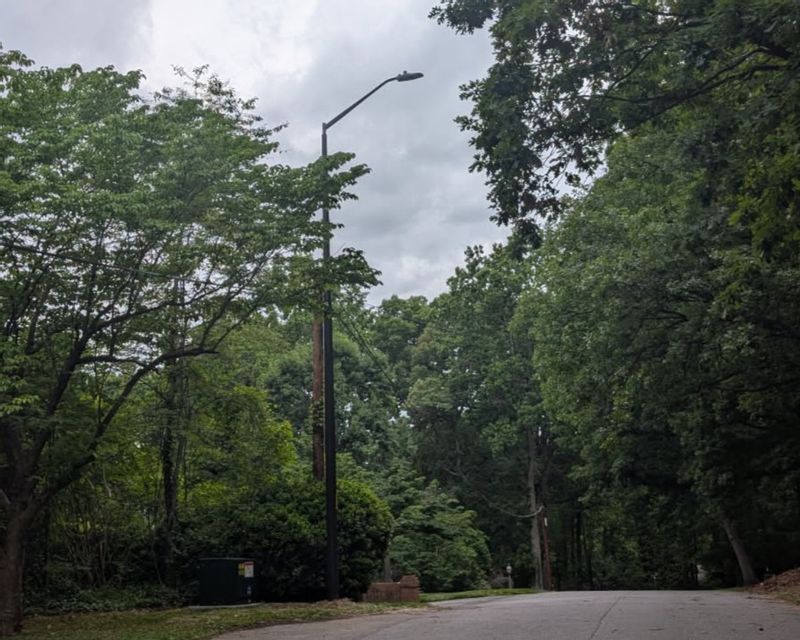 A quiet, tree-lined roadway winds through a heavily wooded area under an overcast sky. A streetlight stands along the roadside, while dense green foliage and mature trees surround the scene, creating a shaded residential corridor. Utility equipment and landscaping are visible near the edge of the road, highlighting neighborhood infrastructure within a natural setting.