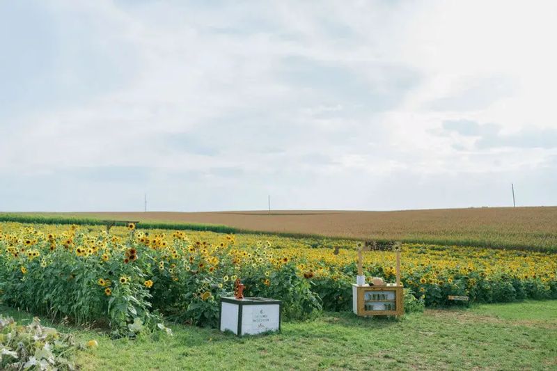 A wide field of blooming sunflowers at Big Springs Farm, with a small farm stand set up in the grass and rolling farmland stretching into the distance under an open sky.