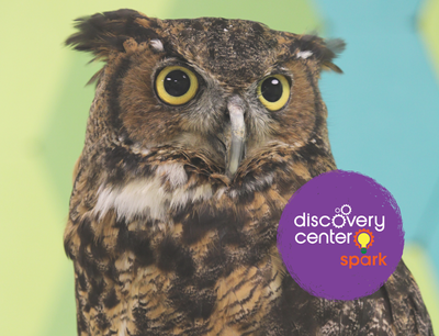 SPARK! Beaks, Wings, and Nesting Things