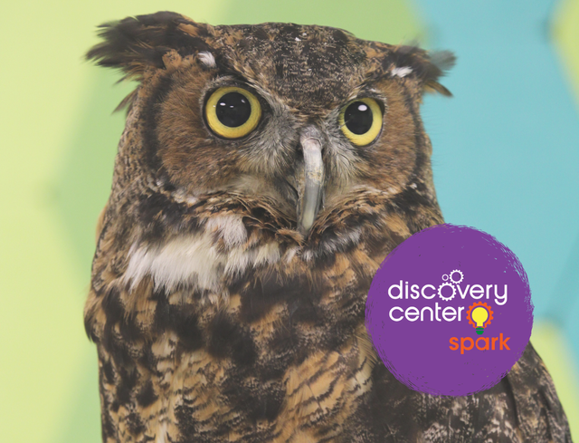 SPARK! Beaks, Wings, and Nesting Things