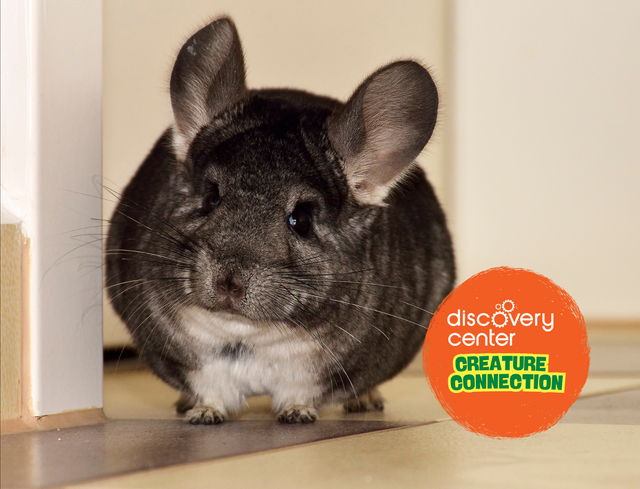 Creature Connection: Chinchilla Foraging