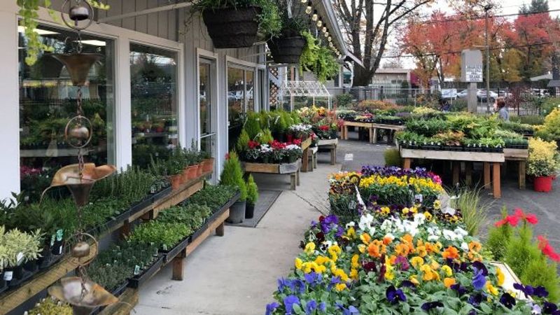 Tables full of pansies and and other colorful spring bloomers in front of the little floral building at the Downtown Hillsboro Farmington Gardens location.