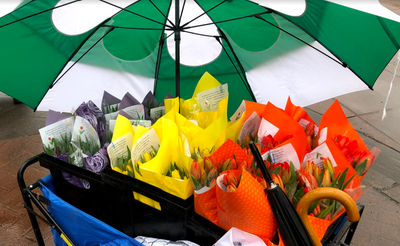 A wagon full of tulip bouquets wrapped in purple, yellow, and orange tissue under a green a white umbrella.