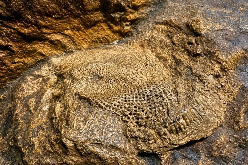 A close-up view of a fossil embedded in rock inside Niagara Cave, showing detailed ancient patterns formed millions of years ago beneath the earth’s surface.