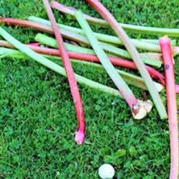 Rhubarb Festival