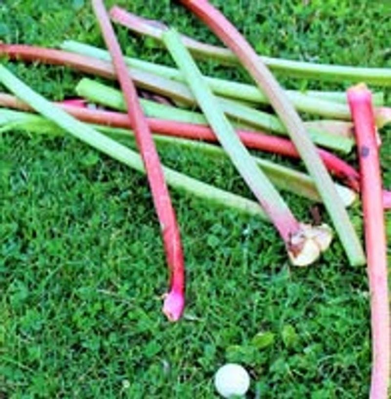 Rhubarb Festival