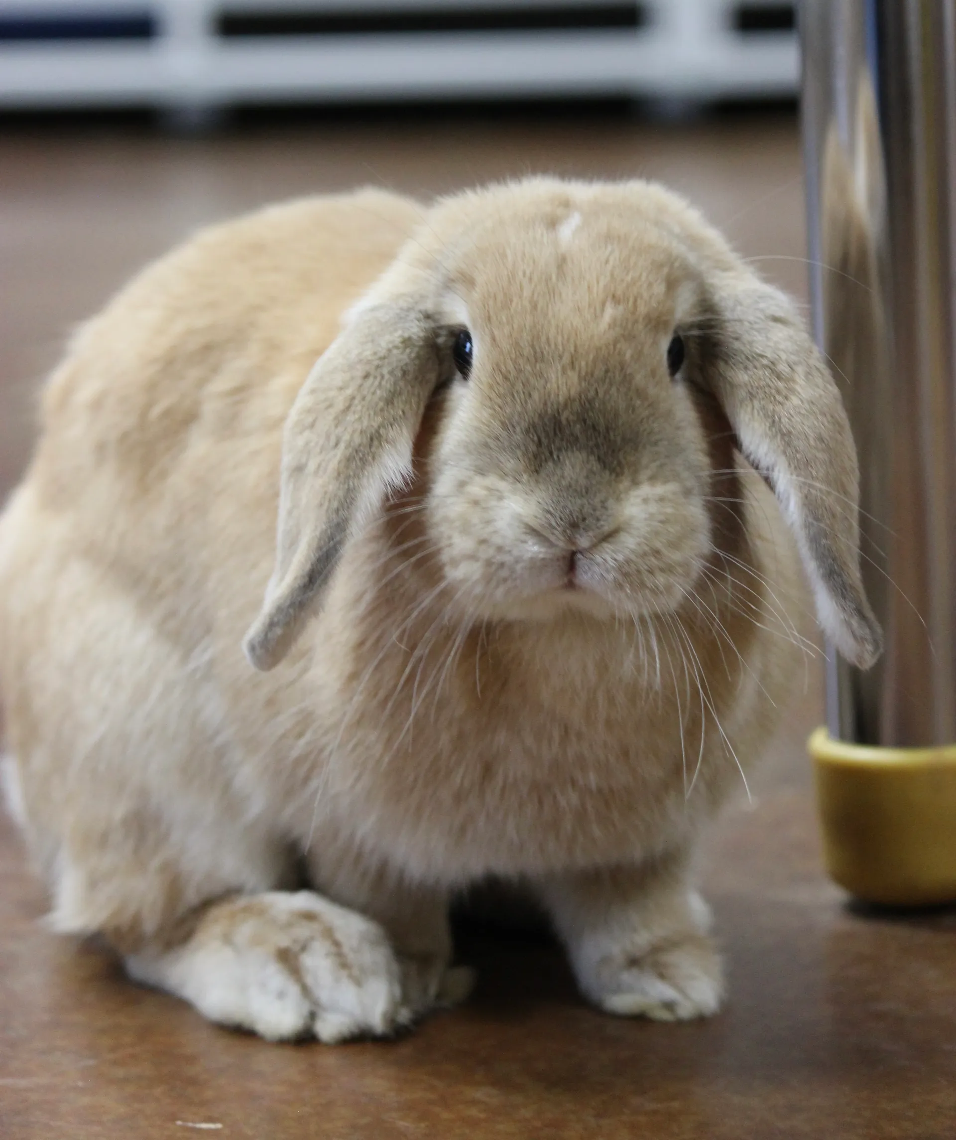 Meet Hazel, Animal Ambassador