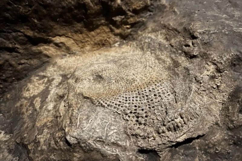 A close-up view of a fossil embedded in rock inside Niagara Cave, showing detailed ancient patterns formed millions of years ago beneath the earth’s surface.