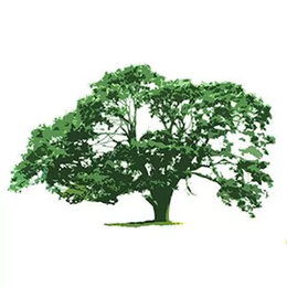 Garry Oak Gallery