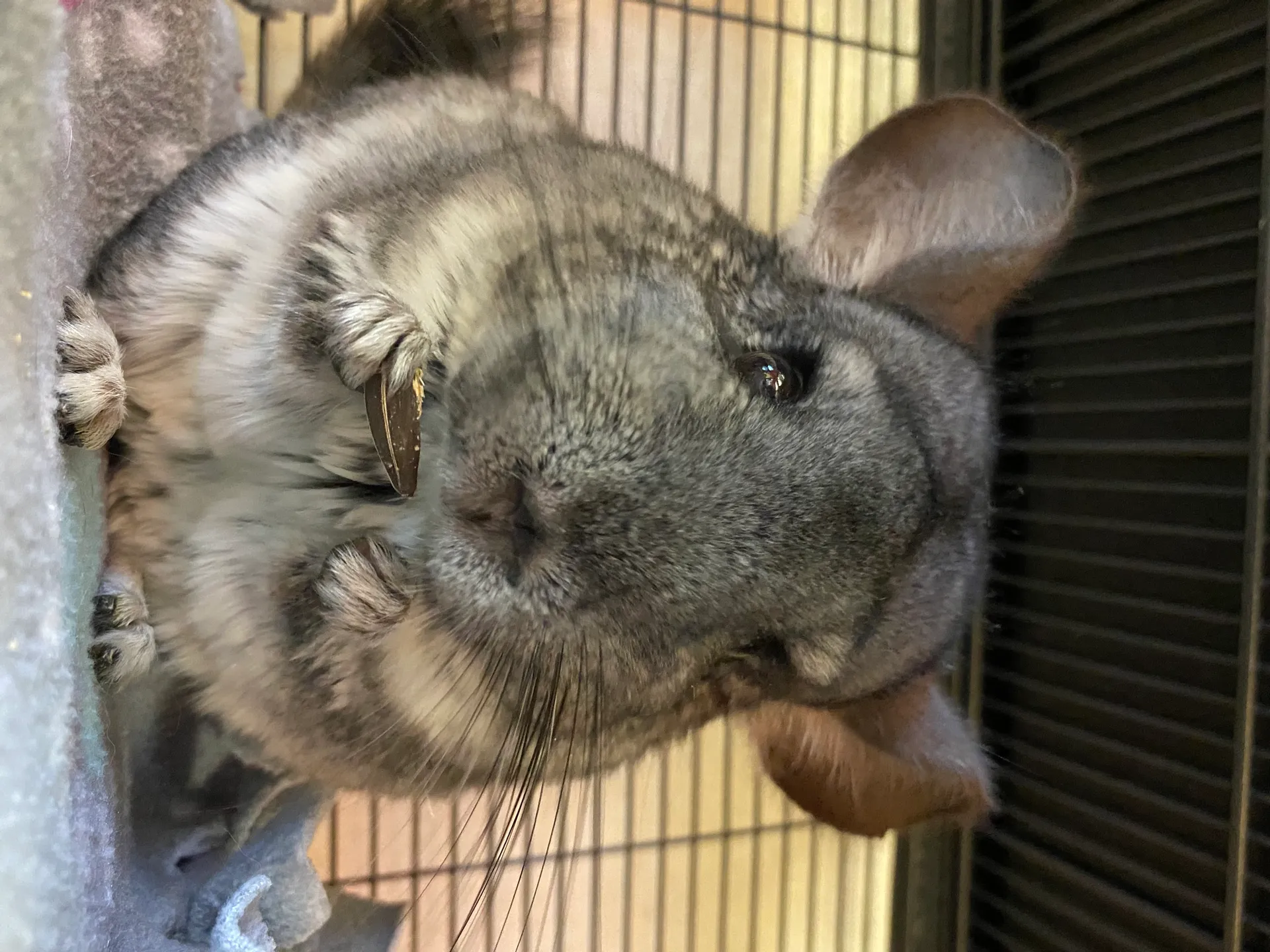 Meet Peanut Butter, Animal Ambassador