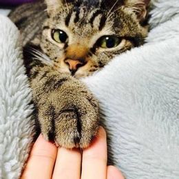 The Pretty Paws Cause