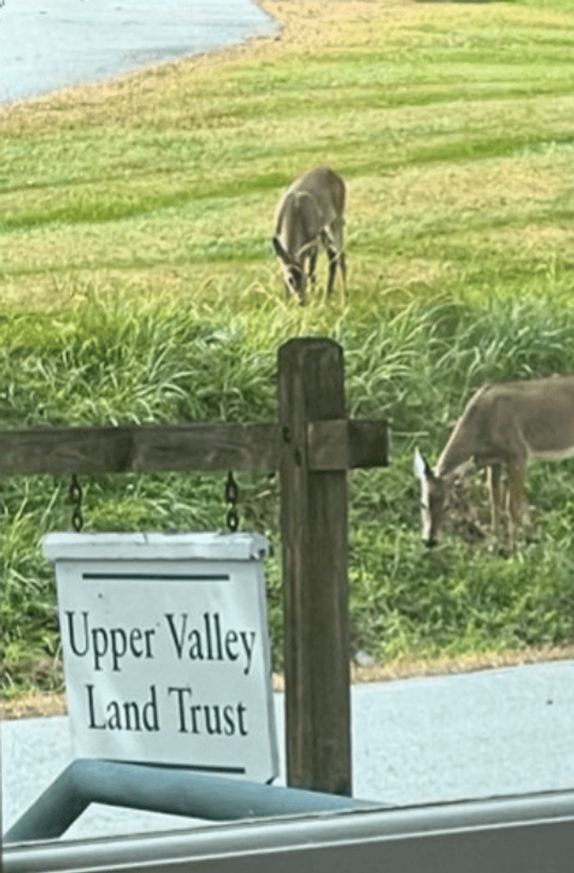 Overabundant White-Tailed Deer and Our Forest Health