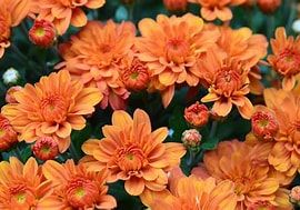 Pumpkin Pie Mum Image