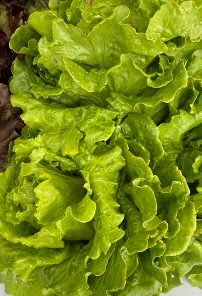 Murfreesboro Saturday Market lettuce