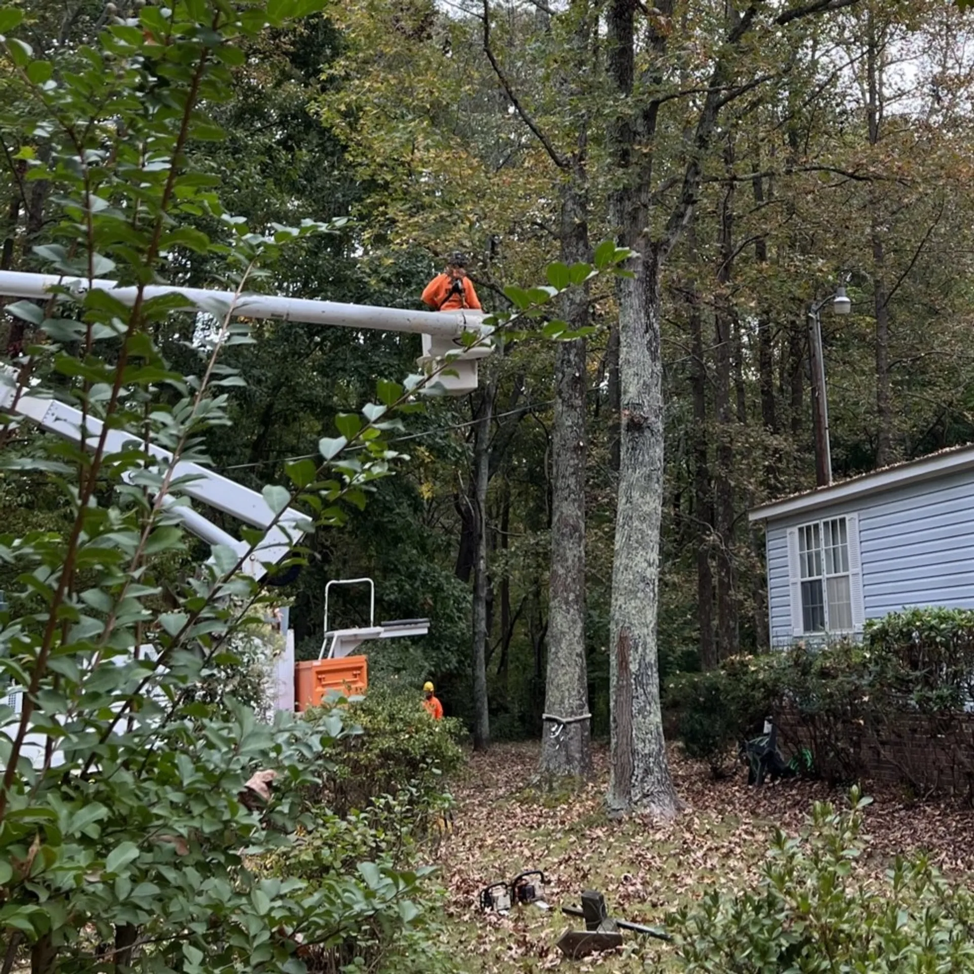What is Tree Rigging?