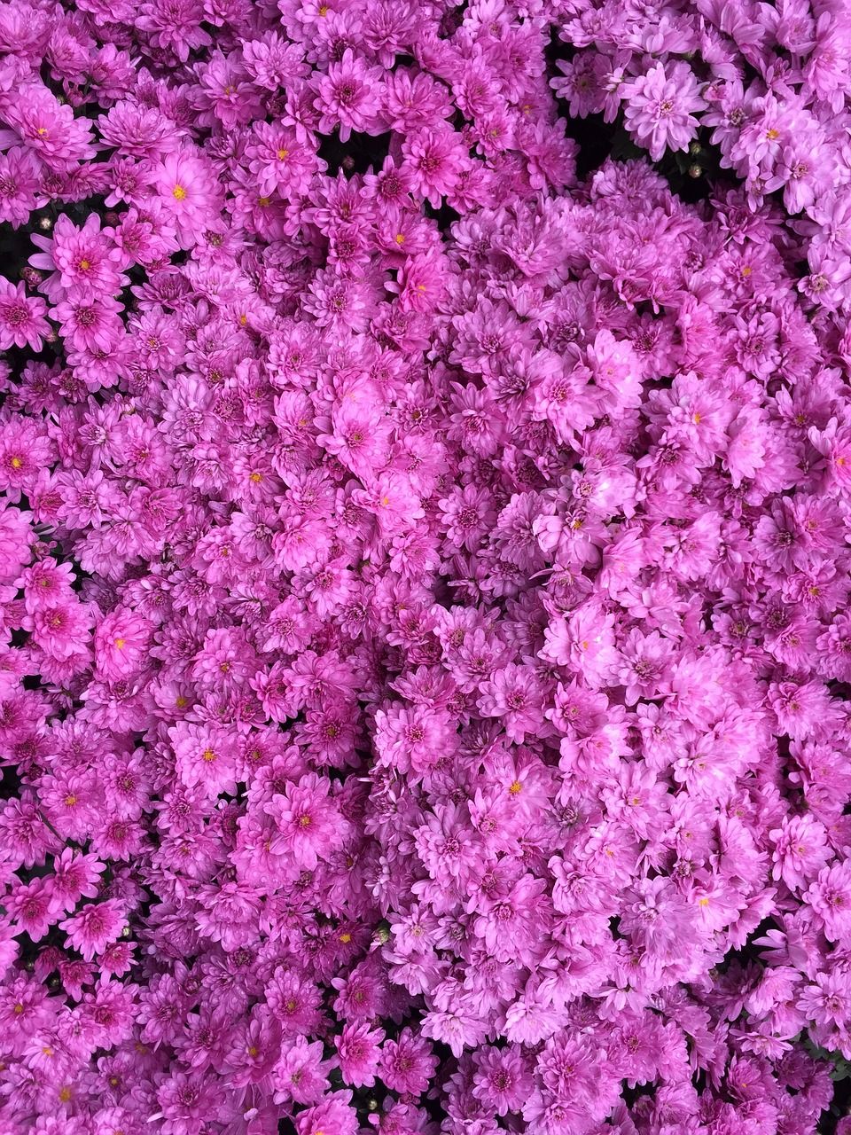 Grapeberry Purple Image