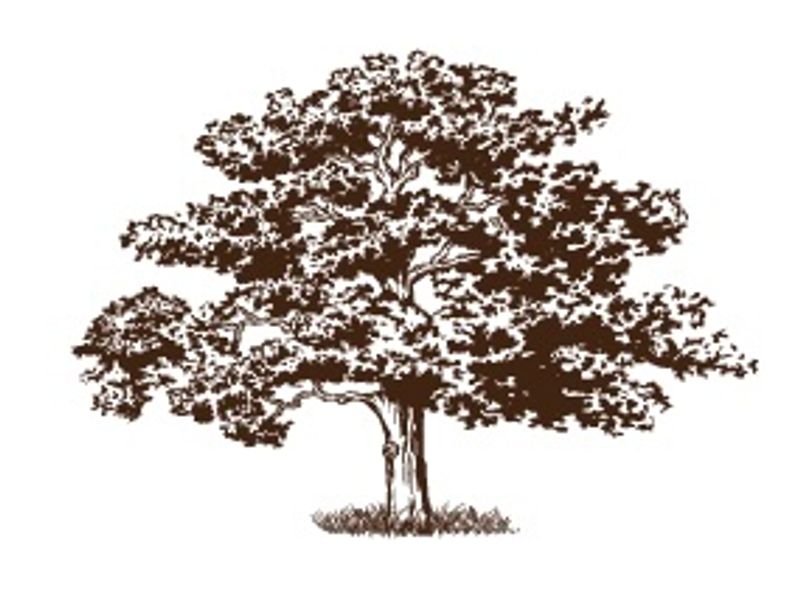 Oak Harbor Garry Oak Society
