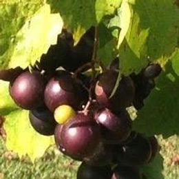Cowan Farm and Vineyard