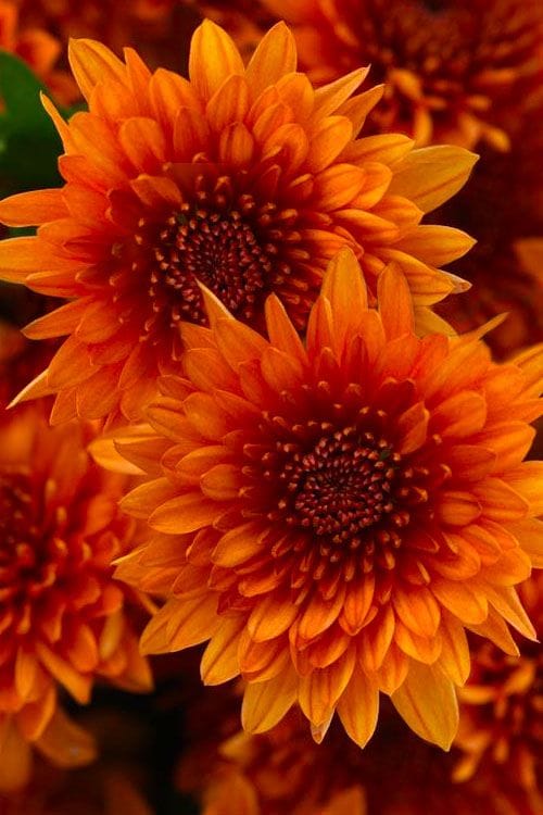 Blazing Orange Mum Image