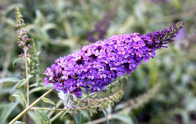 Butterfly-Friendly Plants