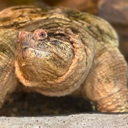 Are All Turtle Shells The Same?