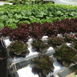 Frontier Family Farms