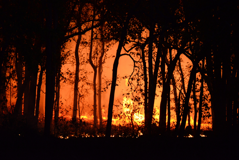 A wildfire burns through a wooded area, with bright orange flames spreading across the ground and silhouetted trees standing against the glow.