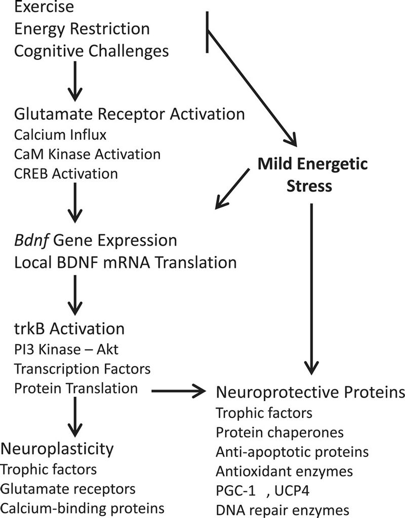 BDNF: The Brain’s Personal Trainer – How Brain-Derived Neurotrophic ...
