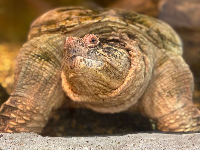Turtle Talk