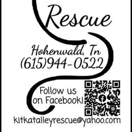 Kit Kat Alley Rescue