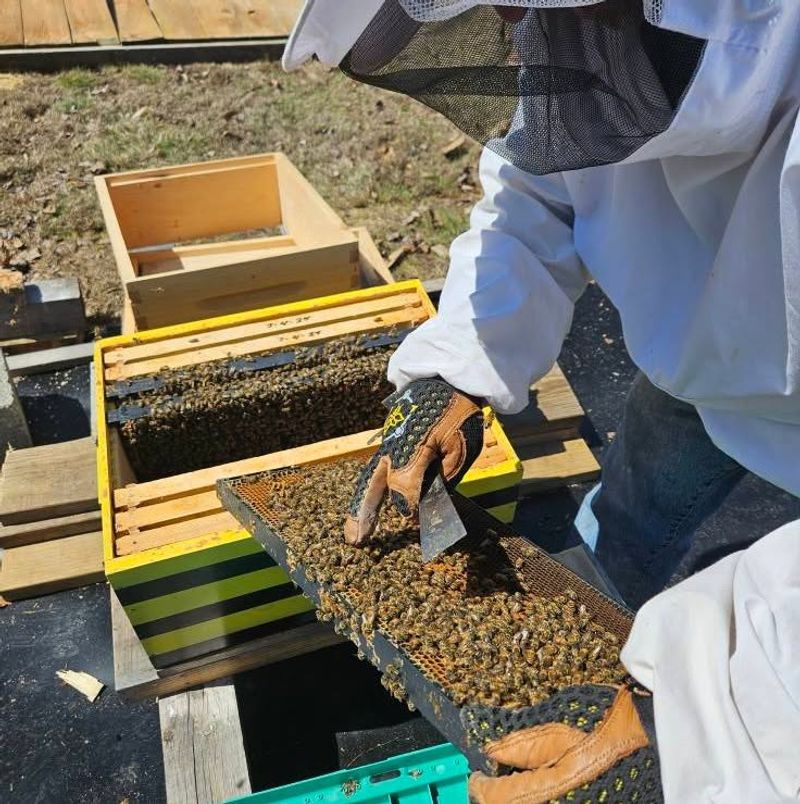 We are Buzzing Lamper Family Farm