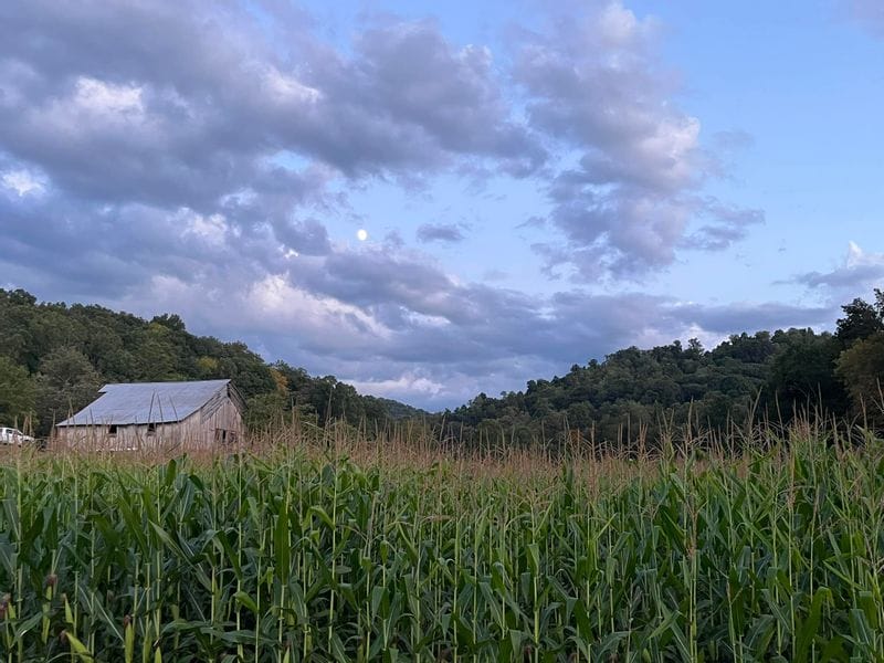 Sunny Pointe Corn Maze