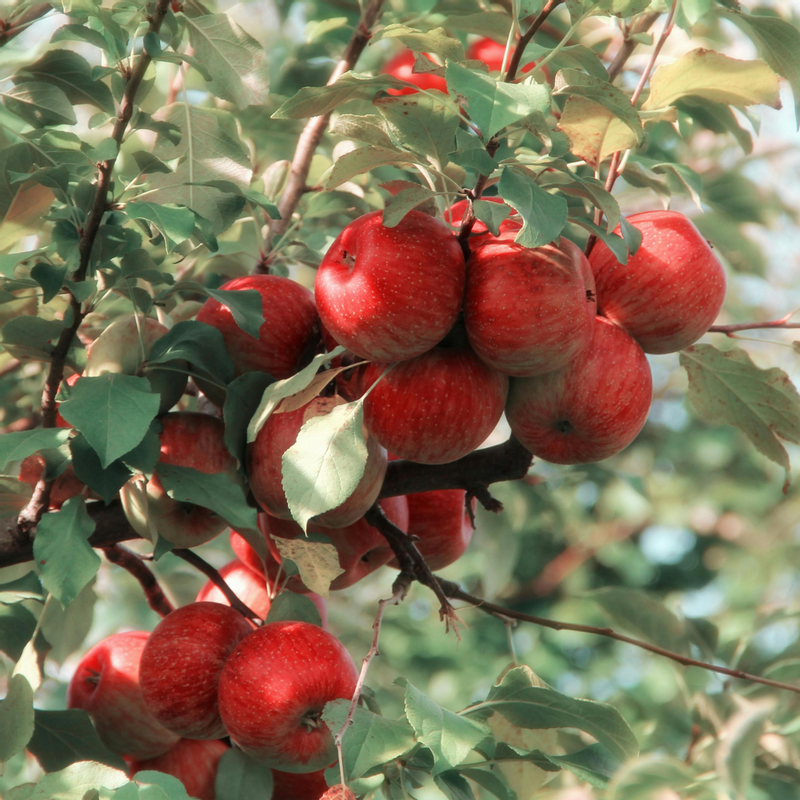 Ripe apples on a branch