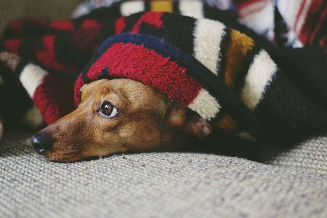 Dog under a fuzzy blanket