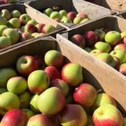 Blossom Hill Orchard & Farm