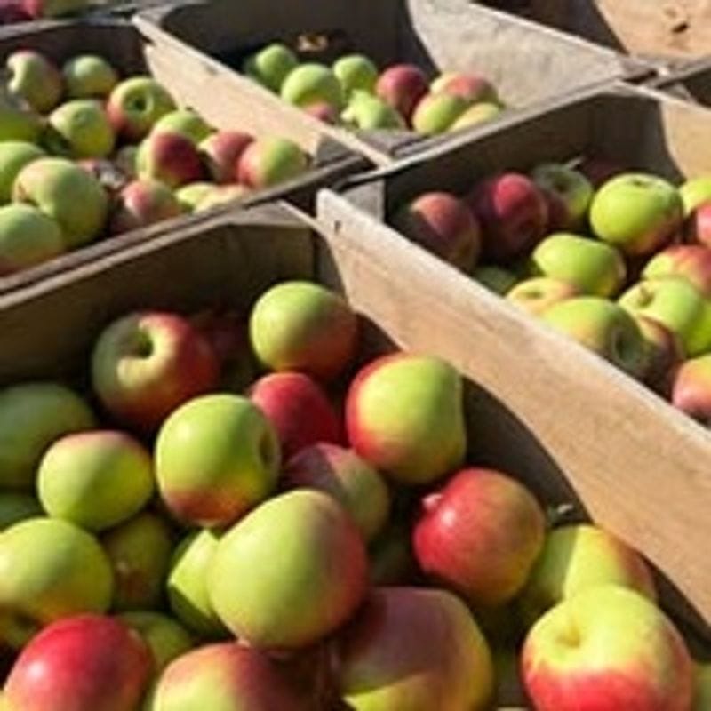 Blossom Hill Orchard & Farm