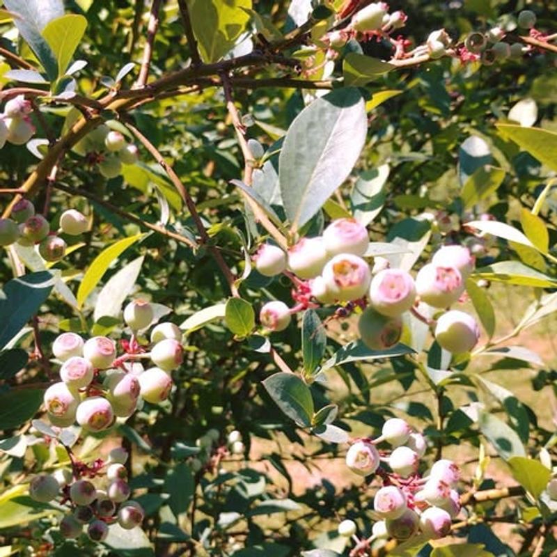 P & C Berries - Greenhouses and Flowers