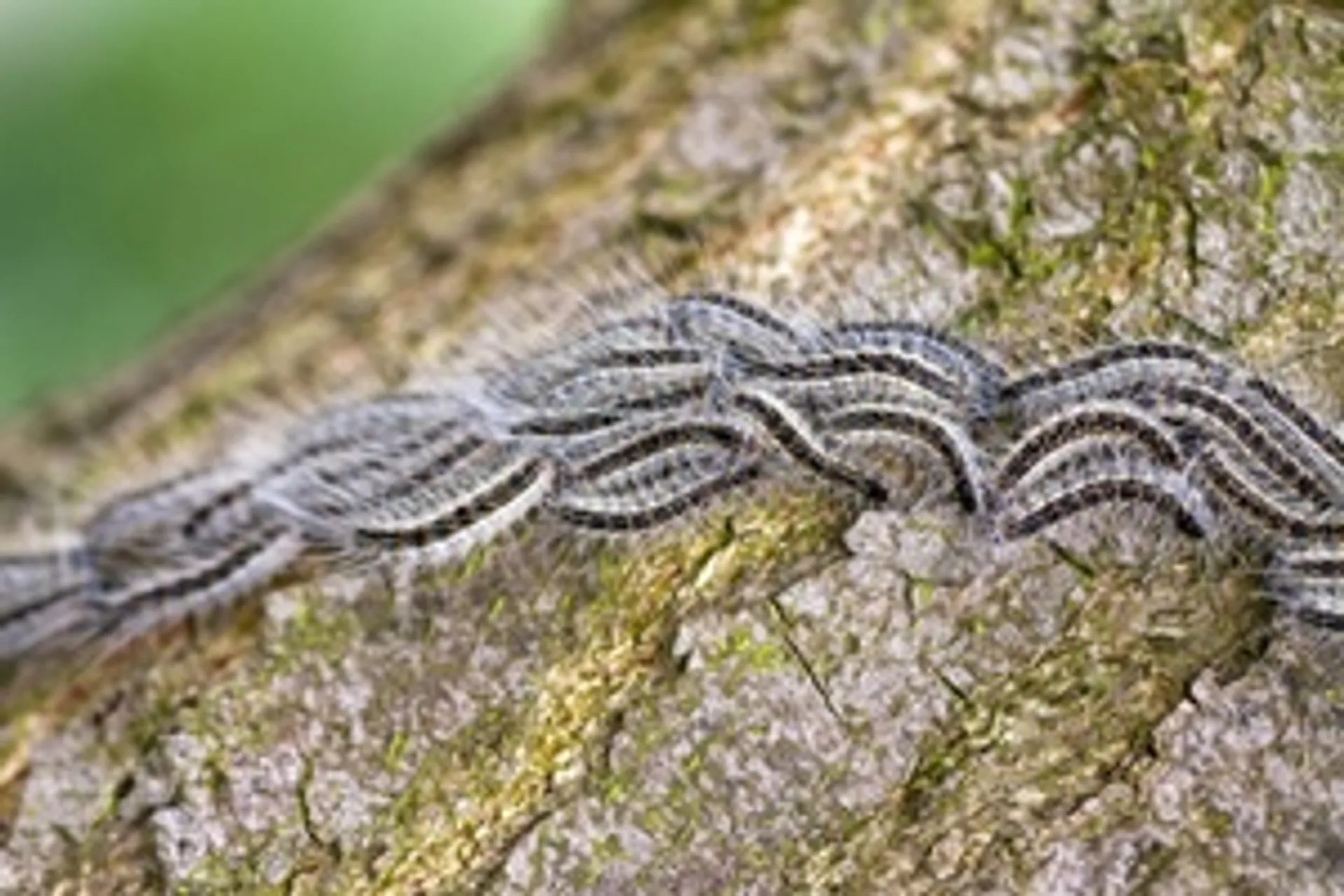 Tree Bugs & Flying Pests