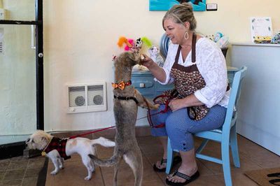 PMG PHOTO: CHRISTOPHER OERTELL – Krystal Monroe feeds her dog Rosie a treat at her Puppernickel dog treat bakery on Third Avenue.